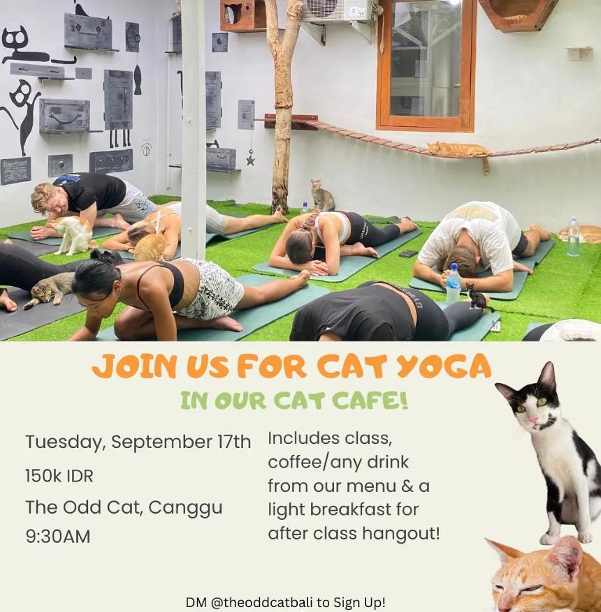 Event at The Odd Cat on September 17 2024: Cat Yoga